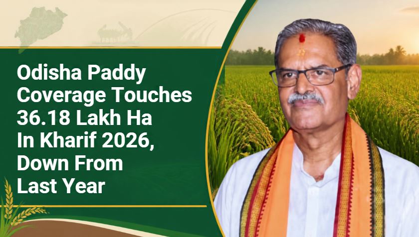 Odisha Paddy Coverage Touches 36.18 Lakh Ha In Kharif 2026, Down From Last Year